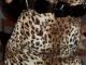 Leopardinė suknelė Vilnius - parduoda, keičia (2)