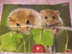 Daiktas didžiulis plakatas su pelytėmis pelės: