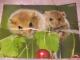 didžiulis plakatas su pelytėmis pelės: Kaunas - parduoda, keičia (1)
