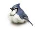 skubiai ! ieškau ! Dekoratyviniai paukščiai Vilnius - parduoda, keičia (3)
