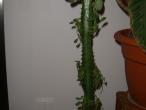 Daiktas Ilgas kaktusas