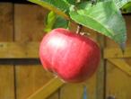 Daiktas Ekologiški obuoliai „Sierinka“ 10 kg