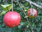 Daiktas Ekologiški obuoliai „Rudens dryžuotasis“ (liaud. „Grabšteinas“) 10 kg