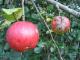 Ekologiški obuoliai „Rudens dryžuotasis“ (liaud. „Grabšteinas“) 10 kg Vilnius - parduoda, keičia (1)