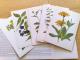 Knyga "Kambarinės lapinės gėlės" ir rusiškų atvirukų apie gydomuosius augalus rinkinys (Žydinčios gėlės - nebėra) Vilnius - parduoda, keičia (4)
