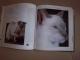 Knyga apie kates Vilnius - parduoda, keičia (3)