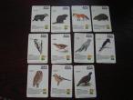 Daiktas kortelės su lietuvos gyvūnais