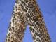 Kailinis ,,leopardinis'' salikas Kėdainiai - parduoda, keičia (1)