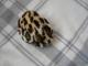 leopardinio rasto ausines Ukmergė - parduoda, keičia (2)