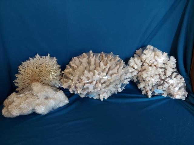 Daiktas Jūriniai koralai