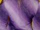 Violetiniai vasariški marškinėliai Ukmergė - parduoda, keičia (2)