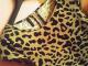 "Peplum" leopardinė palaidinė Šiauliai - parduoda, keičia (1)