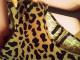 "Peplum" leopardinė palaidinė Šiauliai - parduoda, keičia (2)