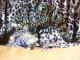 Leopardinė suknelė, tunika Jonava - parduoda, keičia (3)