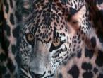 Daiktas Leopardinė suknelė 