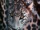Leopardinė suknelė  Vilnius - parduoda, keičia (1)