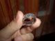 Sidabrinis žiedas su besisukančiais drambliukais Palanga - parduoda, keičia (3)