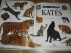 Daiktas dydele knyga apie kates