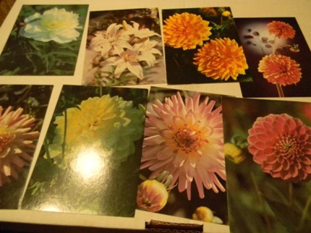 Daiktas gėlės, atvirukai (4 nuotraukos)