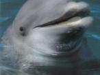 Daiktas atvirutė su delfinu 3D