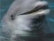 atvirutė su delfinu 3D Vilnius - parduoda, keičia (1)