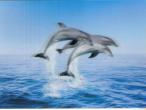 Daiktas Atvirutė 3D su 3 delfinais