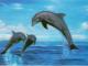 Atvirutė 3D su 3 delfinais Vilnius - parduoda, keičia (1)