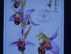 Daiktas orchidėjos   - 2007 m.