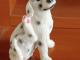 Keraminis šuo - dalmatinas Klaipėda - parduoda, keičia (1)