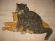 Senas pieštas paveikslas "Katės" Šiauliai - parduoda, keičia (2)