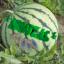 Vartotojas watermelon666