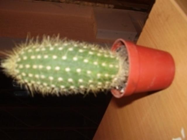 Daiktas kaktusa {ismainytas}