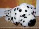 Dalmatinas ir kt. spaudos kiosko šuniukai Akmenė - parduoda, keičia (1)