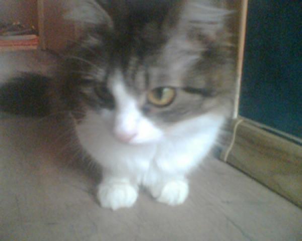 Daiktas Kate - Sargas