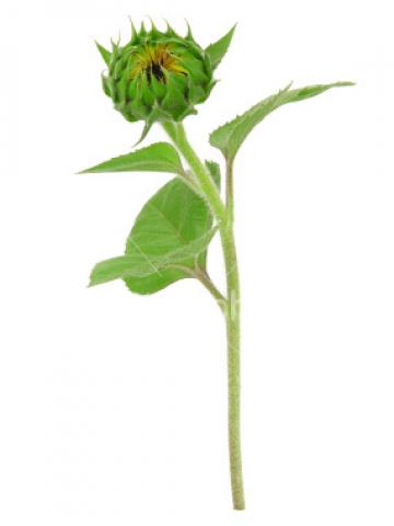 Daiktas saulėgrąžos daigas