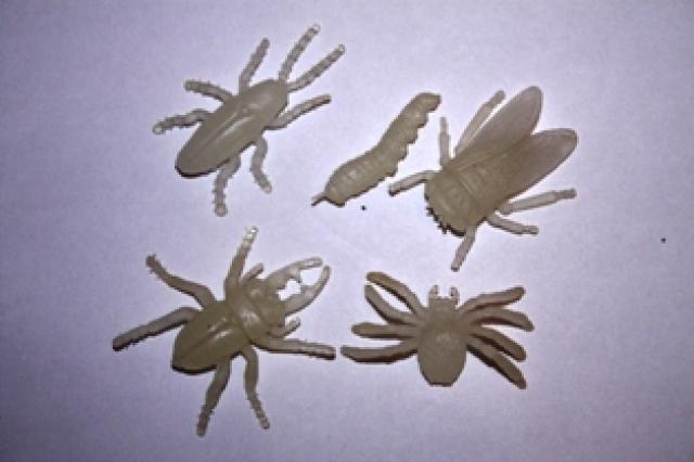 Daiktas insects
