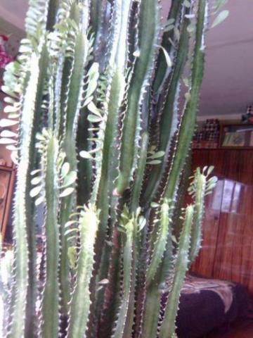 Daiktas Bet ne toks didelis, apie 50cm/puse metro