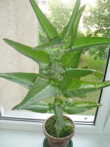 Daiktas Gėlė PALEISTUVĖ.Nuo slogos labai gerai. 