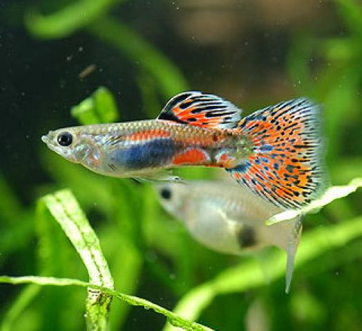 Daiktas Akvariumų žuvys gupijos