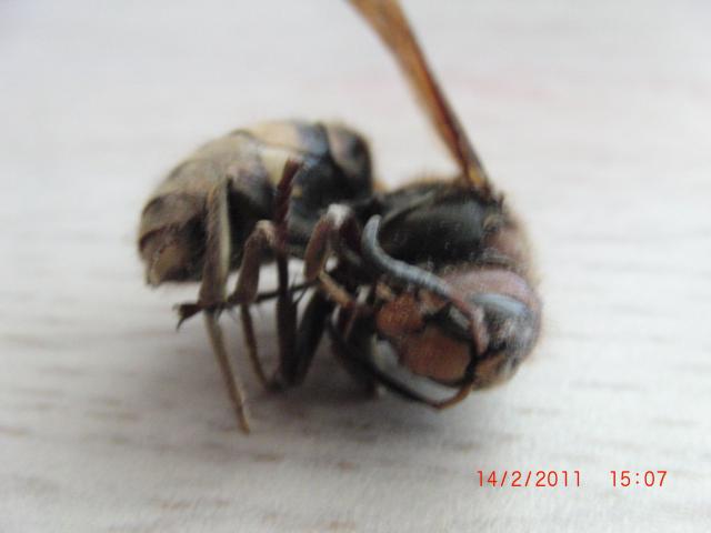 Daiktas Bitės motinėlės lavonas