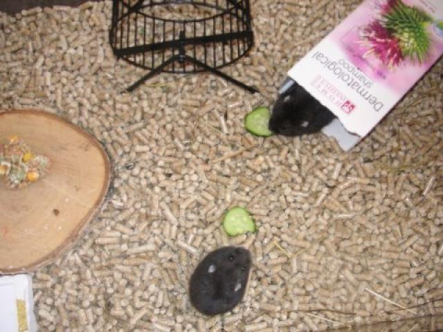 Daiktas Diungarijos žiurkėnai