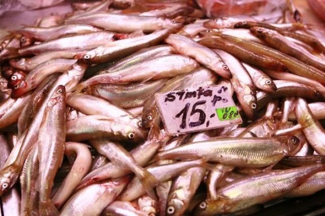 Daiktas vezu  zvejoti stintu ar kitos zuvies lietuvoja