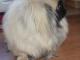 Parduodu pekino veislės šuniuką Ignalina - parduoda, keičia (4)