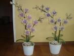 Daiktas orchidejos is karoliuku