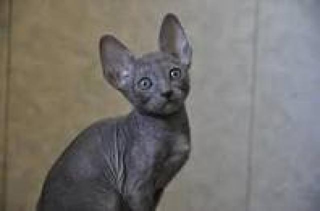 Daiktas kornavalio rex