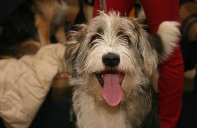 Daiktas Super-šuo Vidas ieško namų!