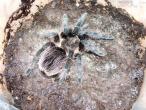 Daiktas Parduodamas tarantulas