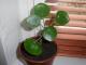 Kinų pinigų medis (Pilea Peperomioides) Vilnius - parduoda, keičia (1)