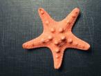 Daiktas jūrų žvaigždė