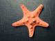 jūrų žvaigždė Mažeikiai - parduoda, keičia (1)